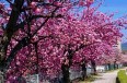 塚間川桜28.4.26-5