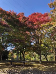 出早公園10－25②