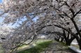 横河川桜紅葉