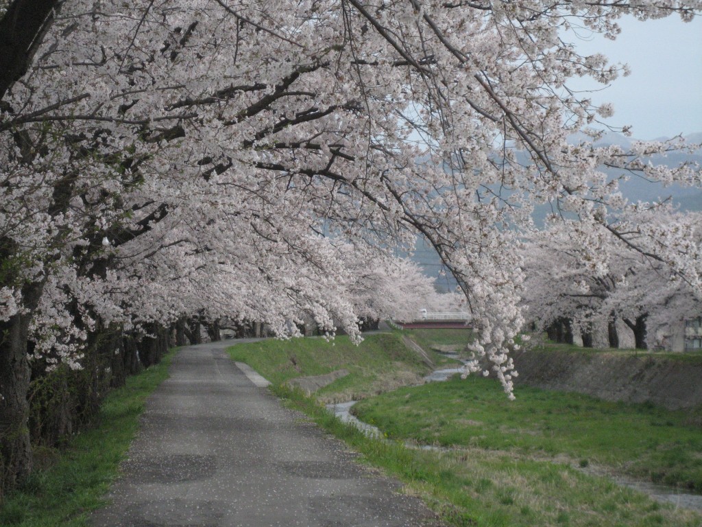 4月17日 横河川